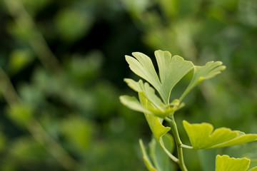 Ginkgo tree leaves macro