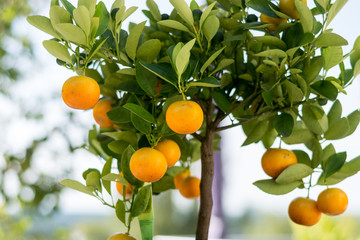 oranges hanging in a small orange tree