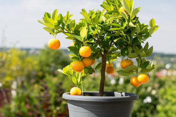 oranges hanging in a small orange tree