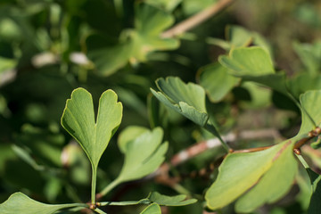 Obraz premium Ginkgo tree leaves macro