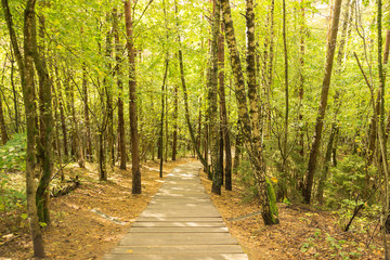 Fototapeta na wymiar Forest panorama at Treetop Walkway 
