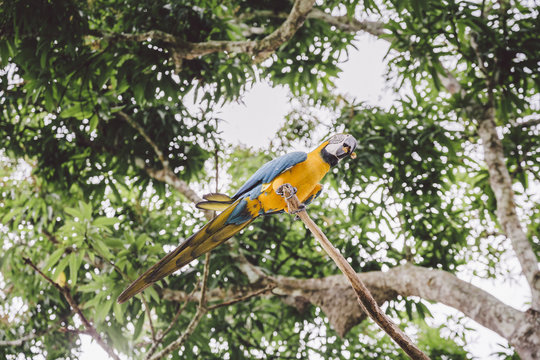 Tropical Amazon
