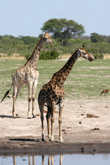 Naklejka na ściany i meble giraffes at the water hole, Hwange, Zimbabwe