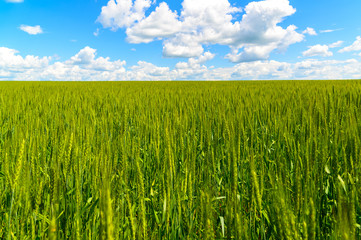 Green wheat field under beautiful cloudy sky