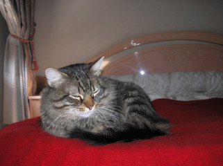 Gatita durmiendo encima de cama