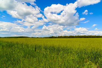 Green wheat field under beautiful cloudy sky