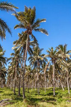 Oil palm plantation © Pierre-Yves Babelon