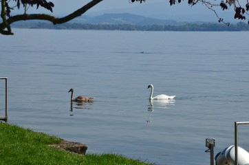 Schwäne auf dem Chiemsee - Fraueninsel