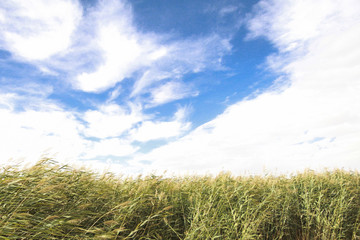Fototapeta premium reeds, sky, cloud and sunlight. nature background 