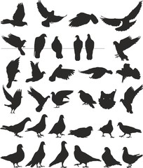 pigeon vector silhouettes bird