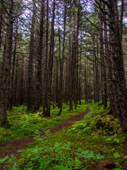 Trail through Pine Forest
