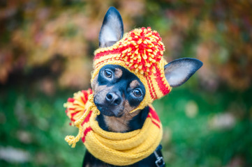 Dog in a scarf and hat in an autumn park. Theme of autumn. Funny puppy of the toy-terrier
