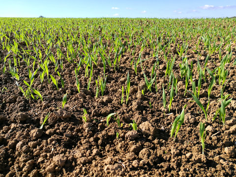 Aussaat auf dem Feld