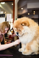 Female groomer brushing chow chow at grooming salon.