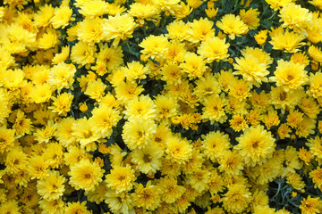 Background texture abstract chrysanthemum yellow flowers spring