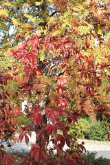 Jungfernrebe und Eberesche, Herbstfärbung