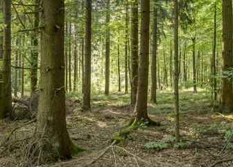 idyllic forest scenery