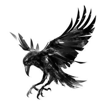Drawing flying crow on white background. Isolated sketch of a bird.