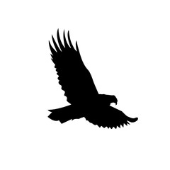 Silhouette of flying eagle.