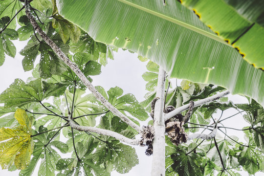 Tropical Amazon