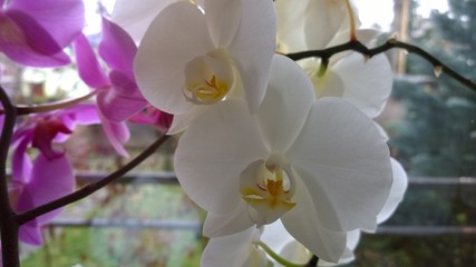 Naklejka na ściany i meble Orchid flowers. Slovakia