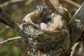 Humminbird nest in Anza Borrego State Park
