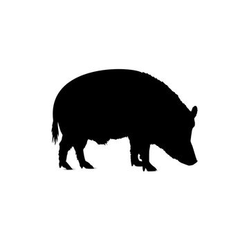 Silhouette of eating boar.