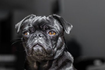 Portrait of a black pug (dog)