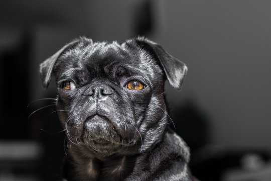 Portrait Of A Black Pug (dog)