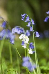 White bluebell (hyacinthoides non-scripta) among ble ones