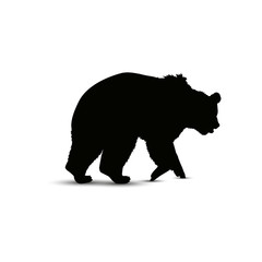 Fototapeta premium Silhouette of brown bear.