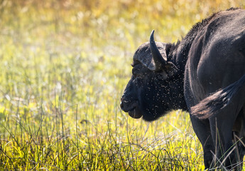 Closeup view of a single water buffalo in a cloud of flies / insects. Swaziland