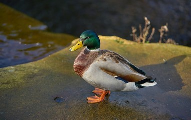 Mallard Drake