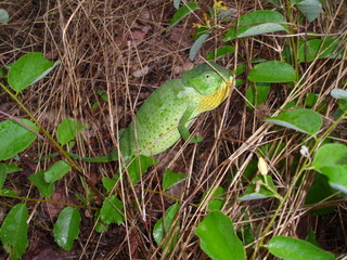 Green Camelion in Namibia, Africa