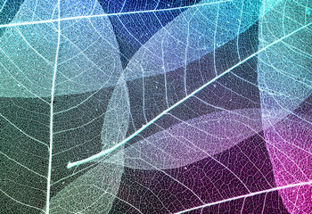 natural colorful background with delicate beautiful transparent fishnet skeletons of leaves