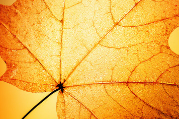 bright Sunny background of openwork translucent orange skeleton leaf maple