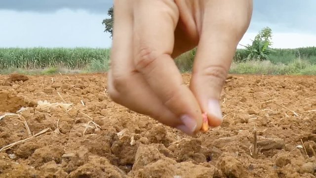 Close up shot hands of woman planting and pouring water  on dry country ground