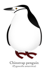 Illustration of Chinstripe Penguin