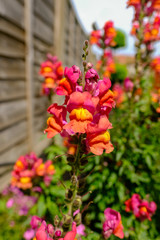 Antirrhinum, Snap Dragon flower close up.