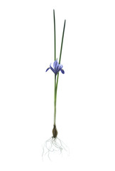 whole dwarf iris harmony plant on isolated white background