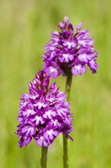 Pyramidal Orchid (Anacamptis pyramidalis) flowers