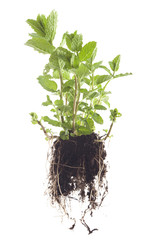 whole morrocan mint with roots on isolated white background