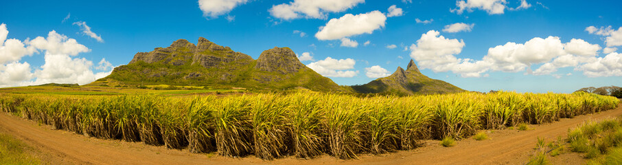 Sugarcane plantation. Panoramic landscape