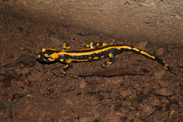 Feuersalamander