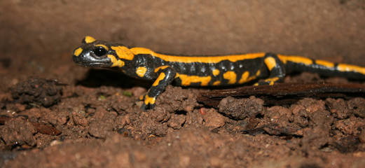 Feuersalamander