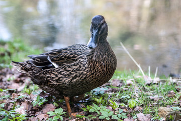 duck