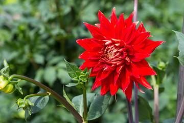 Dahlia semi - kaktus Vulkan in summer garden