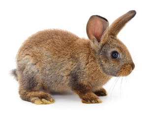 Brown rabbit on white.