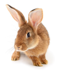 Brown rabbit on white.