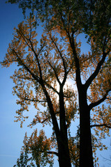 Bäume im Herbst